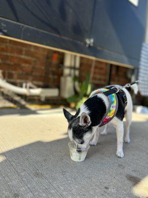 Ok my dog can't get enough of that pup cup