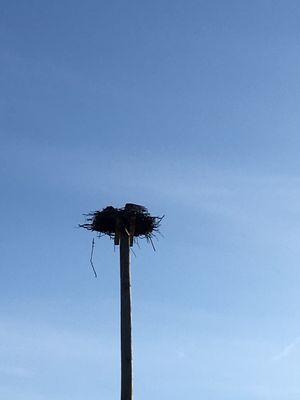 One of the many osprey nests