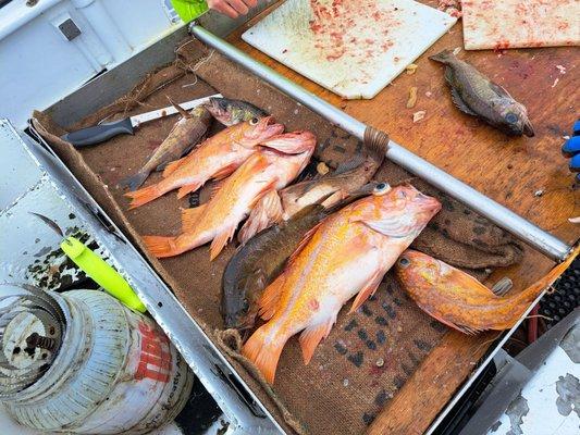 A few of the quality cod I caught along with the rinky dink fish that crew put in my bag for a limit. I don't even think I got a 10th fish!