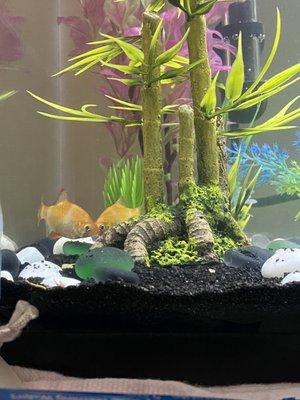 Two Albino Tiger Barbs