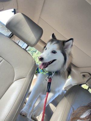 Odin the Husky post-groom