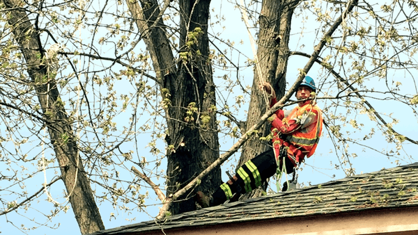 Adolfo Tree Services