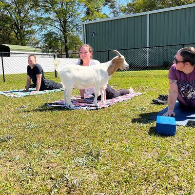 Cobra pose with a Goat!