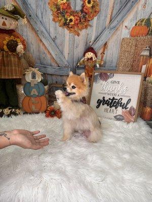 My baby boy Gizmo (Pomeranian)