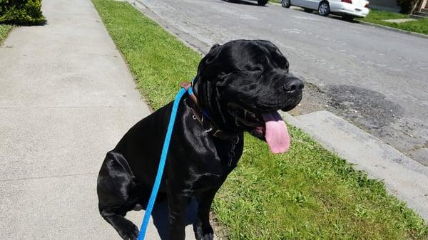 This is Tidus. A Cane Corso. And the newest member of my pack!