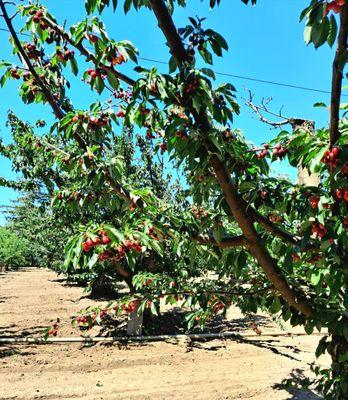 Novakovich Orchards