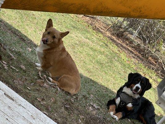 Bear and Kodiak are both patients.