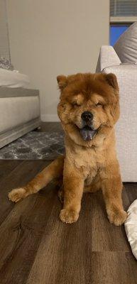 After: Akita Inu