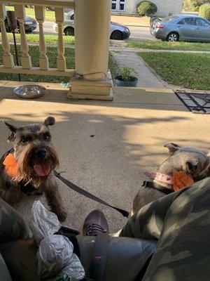 Their cute bows the groomer added to their collars