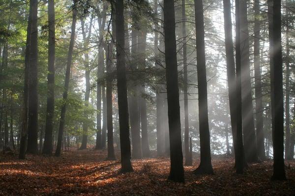 Cadillac Area Land Conservancy