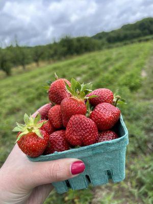 Strawberry season