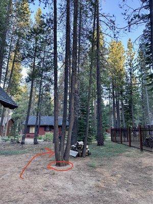 Lodgepole pines to remove.