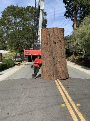 A mighty removal that was unfortunately necessary due to safety reasons. This tree will be used as part of our sustainability program.