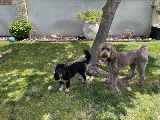 Fresh haircuts on our Australian Labordoodles