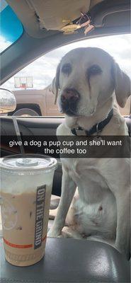 My dog after eating her whip cream and treats pup cup thinking the coffee was for her too!