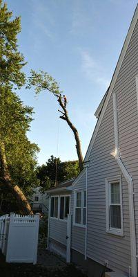 For those hard-to-reach trees