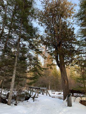 One of many stunning views at Hartwick Pines State Park