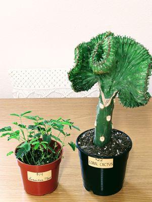 Sensitive Plant (aka Sleeping Grass) and Coral Cactus