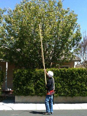 Zamora Tree Service