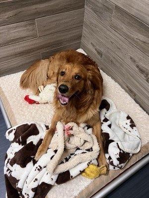 Boarding room our dog was in taking my staff during his daily snuggle time we had requested