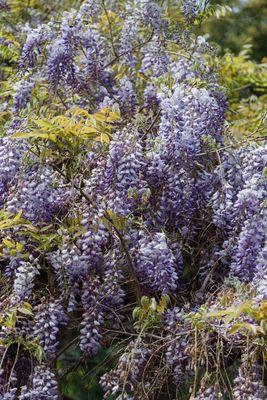 Wisteria in bloom in early April
 
 Photo by Nadine Wendorff Photography