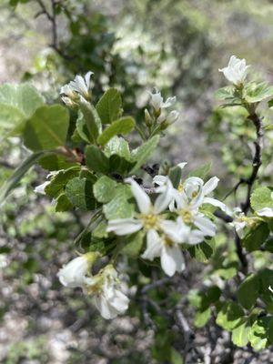 Flowering bushes