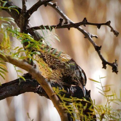 A Cactus Wren on the Cottonwood Springs trail! (October 2024)