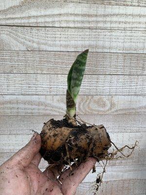 Sansevieria'Whale Fin'