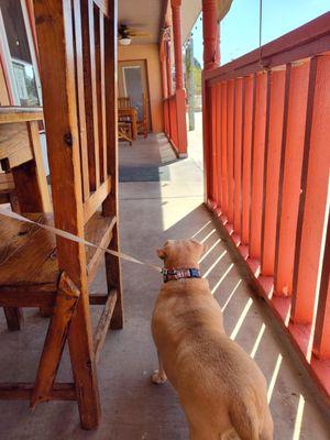 Dogs welcome on the patio