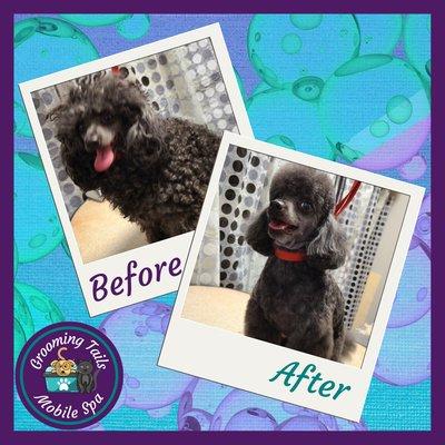 Miniature Poodle - Full Service Groom plus De-Shed Package,
 
 Grooming Tails Mobile Spa
 Book Your Appointment!!!
 1-928-456-7387