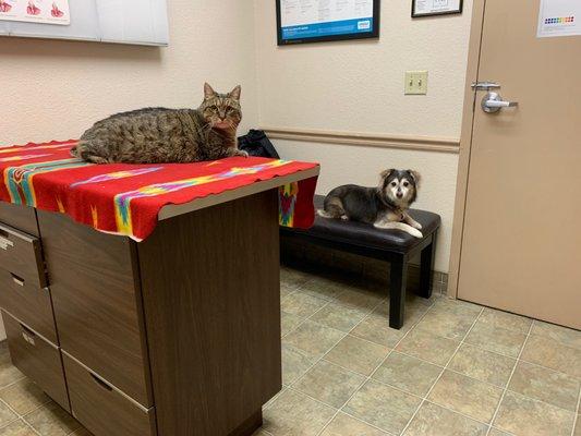 Macie & Sadie patiently waiting to see the vet.