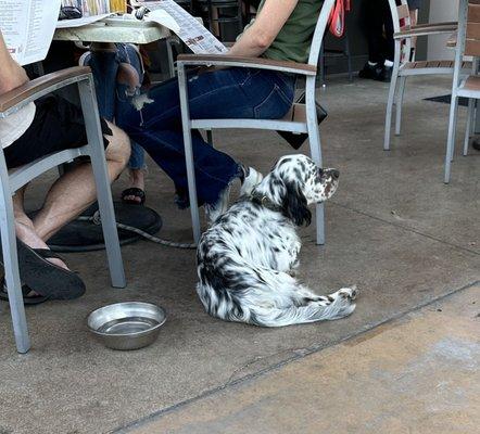 Puppy on the patio. So cute