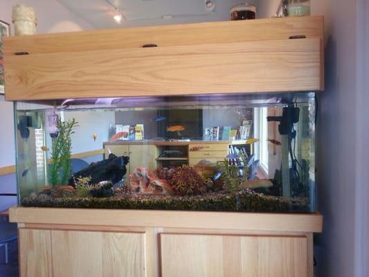 Peaceful aquarium.