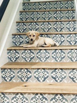 Puppy love! Mediterranean wood with Spanish style risers