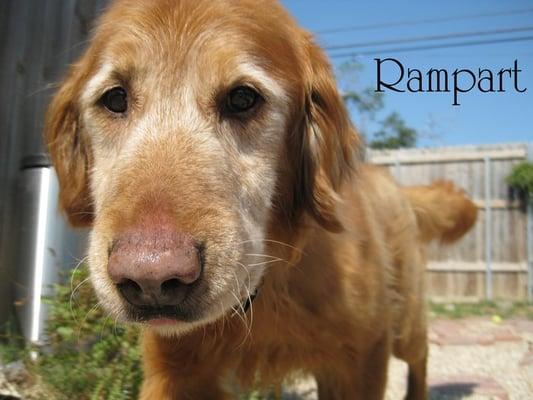 Rampart is one of our first clients to stay at ZP.  Rampart loves our larger farmily rooms.  He is able to move around!