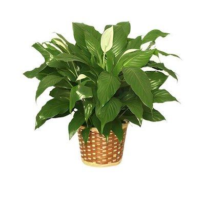 Peace lily plant