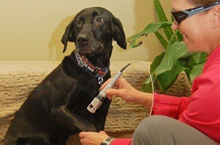 Dr. Joan Primeau providing Laser Therapy to a patient.