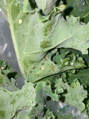 Kale and bugs