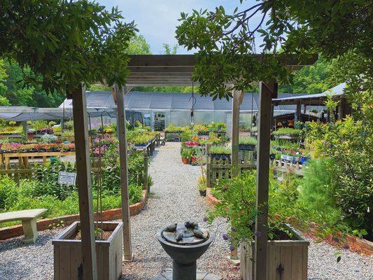 Nursery plants