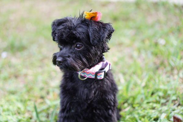 Guppy looks so posh with her spunky feathers!