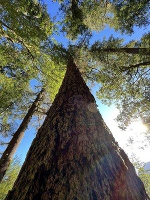 Alfred Loeb State Park