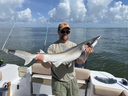 Bonnethead shark