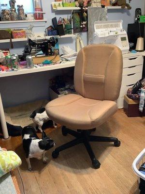 The dogs are checking the chair out for quality.