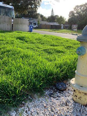 Little hard to tell because of lighting but the shorter grass is the dwarf..mixed in with the regular St Augustine.