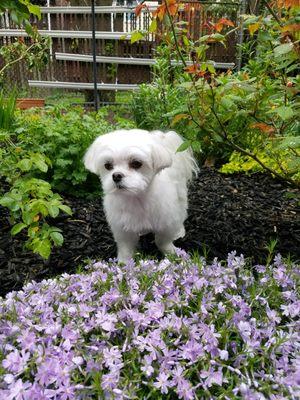 Our Maltese after grooming