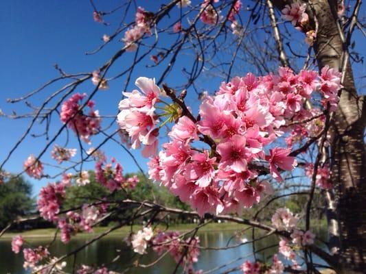 Cherry blossoms! Not a lot, but enough to appreciate.