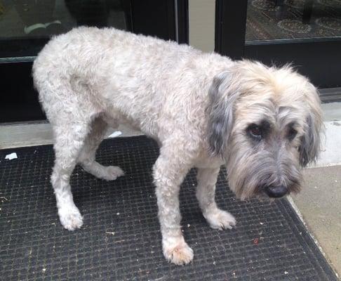 Mr. Kim's summer cut for our pooch.