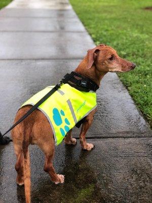 Slinky rocking his rain gear. He likes to walk rain or shine!