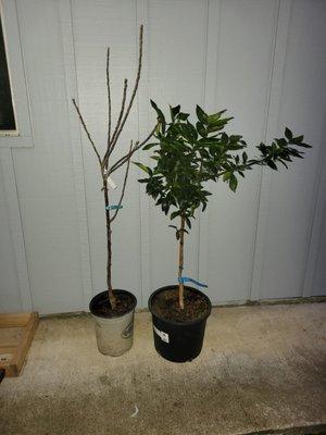 Two fruit trees.