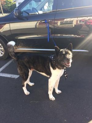 Big smiles for the ladies at pet spa NW. Always giving him loves!